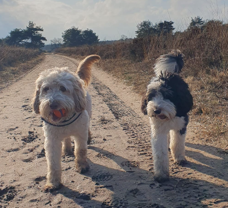 Onze lichte en zwart-witte Aussiedoodle samen op een zandpad